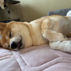 やっぽ〜おかめだお！の写真1枚目