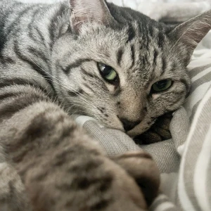 うちの🐈の写真1枚目