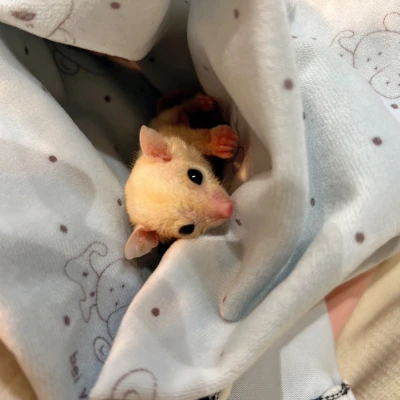 なつです