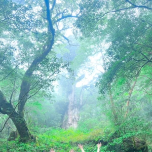 のの🌳🦌🐒🐢の写真1枚目