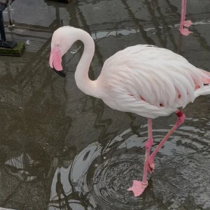 こんにちは、ゆりあですの写真1枚目