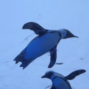 🐧の写真1枚目