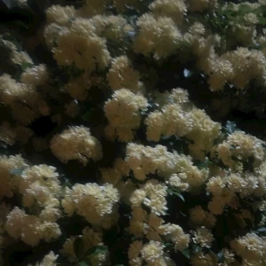 こんばんは🐯の写真1枚目