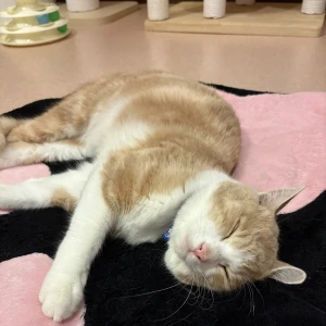 猫カフェに癒されてきた🐈の写真2枚目