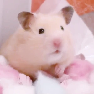 6/7໒꒱· ﾟの写真1枚目