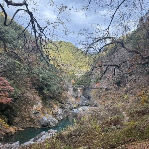 🌳🍃の写真1枚目