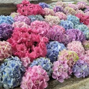 紫陽花🌸の写真1枚目