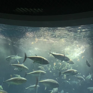 今日もいます！の写真1枚目