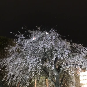 おはようございます！の写真1枚目