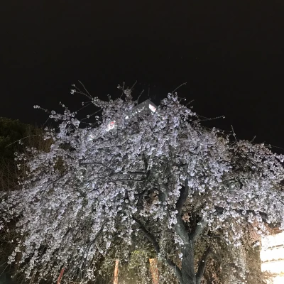 おはようございます！