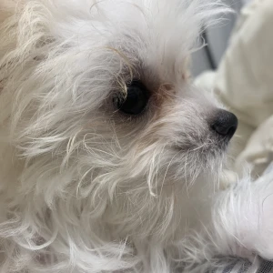 こんばんは、ぽちです🐾の写真1枚目