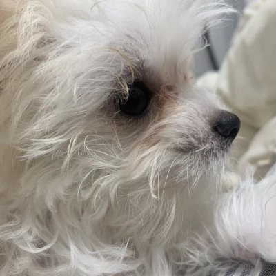 こんばんは、ぽちです🐾