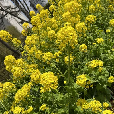 土曜日だ〜！まろんです！