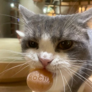 1013🐈の写真1枚目