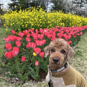 <p>こんばんはるなです❣️❣️<br>2日間お休みありがとうございました🥹<br>念願のお花見行けました🌸🌸<br>愛犬たちを連れて🐶🐶<br>セロトニン分泌😳🩷🩷<br>明...の写真1枚目