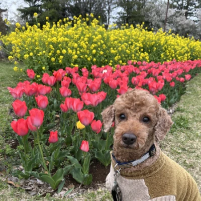 <p>こんばんはるなです❣️❣️<br>2日間お休みありがとうございました🥹<br>念願のお花見行けました🌸🌸<br>愛犬たちを連れて🐶🐶<br>セロトニン分泌😳🩷🩷<br>明...