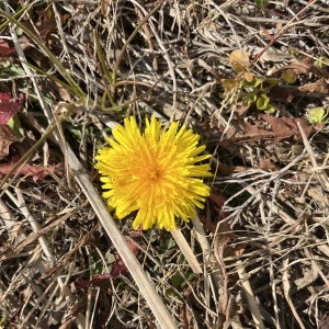 春きてますね🍀*゜の写真1枚目