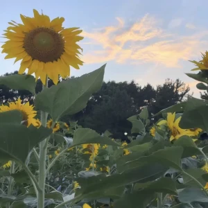 このあです🌟の写真1枚目
