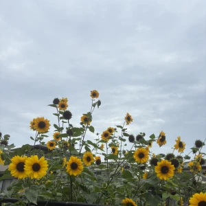 今日もいます🌻の写真1枚目