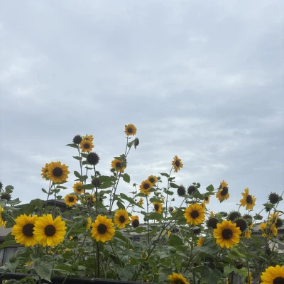 今日もいます🌻