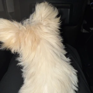 こんばんは、ぽちです🐾の写真1枚目