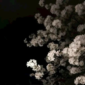 11.11 深夜の定期ブログ~🐈‍⬛🕯️🌙の写真1枚目