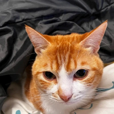 🐱ྀི5.20🐱ྀི