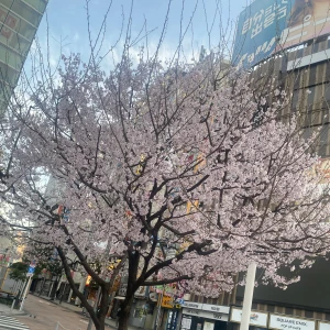 華金🌸‼️の写真1枚目