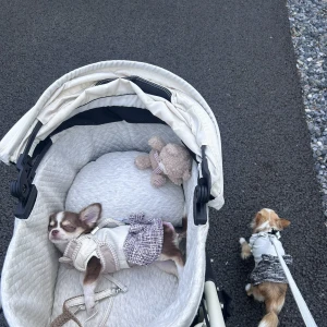 こんにちわん！みゆです‎⋆✴︎˚｡⋆の写真1枚目