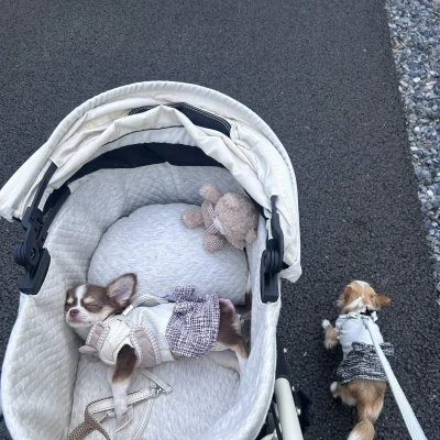 こんにちわん！みゆです‎⋆✴︎˚｡⋆