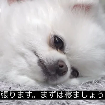 テンサゲ期間に突入しました‼️