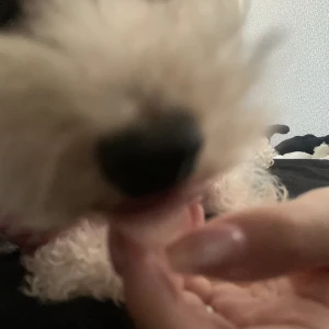 こんにちは、ぽちです🐾の写真1枚目