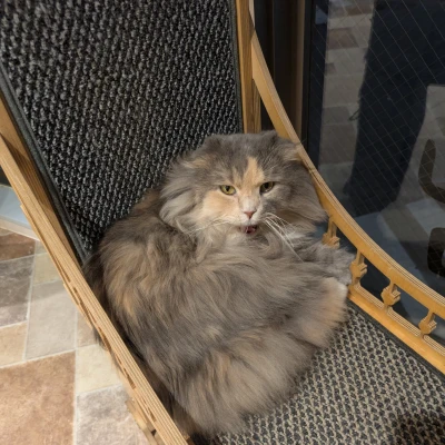 こんばんは🐱㌨です！