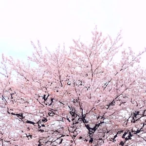 こんばんわ🌸の写真1枚目