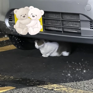 猫ちゃん発見👀✨の写真1枚目