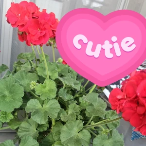 まなですの写真1枚目