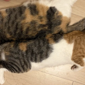 今日もいます🐈🐾の写真1枚目