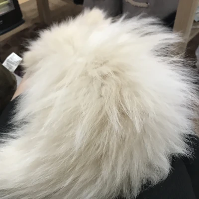 🐶