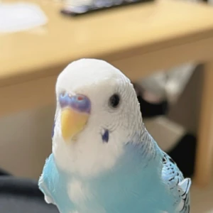 8/5②の写真1枚目