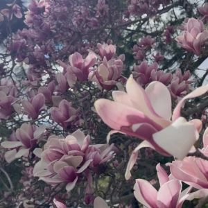 🪷出勤のお知らせ🪷の写真2枚目