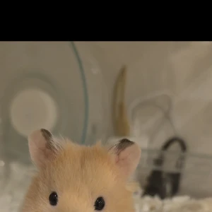 一昨日この子が逃げ出して洋服棚の一番下で暮らしてるところを捕獲したんだけど‪🐹の写真1枚目