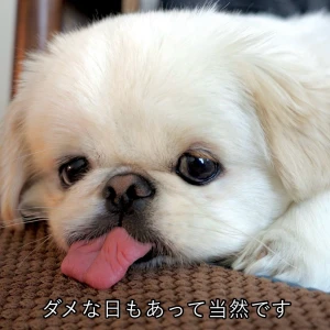 こんにちわん！みゆです૮ •̥ ·̫ •̥ ა‎𖦹‎の写真1枚目