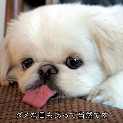 こんにちわん！みゆです૮ •̥ ·̫ •̥ ა‎𖦹‎