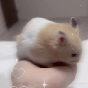❤️‍🔥❤️‍🔥❤️‍🔥の写真1枚目