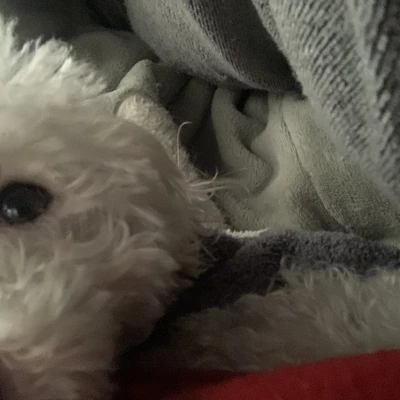 こんにちは、ぽちです🐾