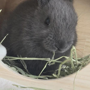 こんばんにちわーんの写真2枚目