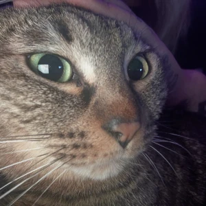 にゃんにゃーん𑁊^. .^𑁊♩の写真1枚目