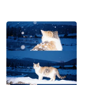 《実家の猫が山から降りてきた〇〇すぎる》の写真1枚目