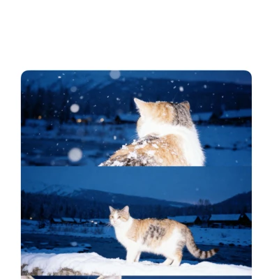 《実家の猫が山から降りてきた〇〇すぎる》