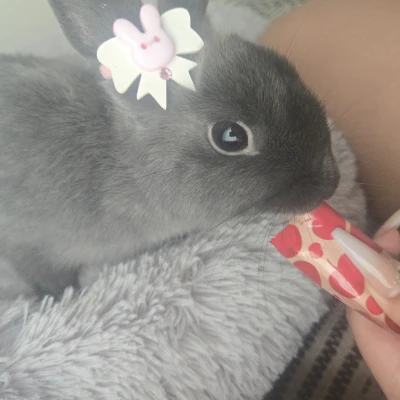 あおちゃん貰った耳飾り🎀︎︎︎︎❤︎